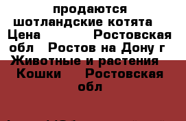 продаются шотландские котята  › Цена ­ 2 000 - Ростовская обл., Ростов-на-Дону г. Животные и растения » Кошки   . Ростовская обл.